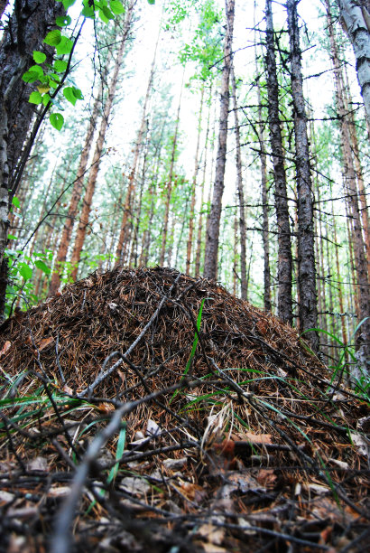 蚁丘图片下载