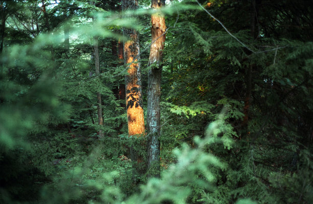 树上的太阳图片下载