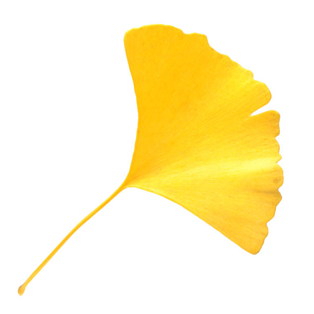 黄色的银杏叶孤立在白色的背景上图片下载