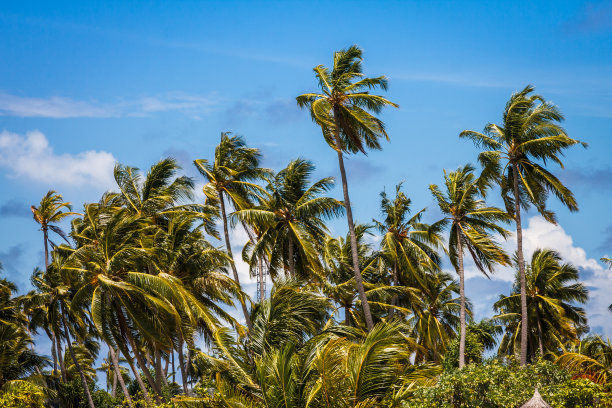 棕榈树图片下载