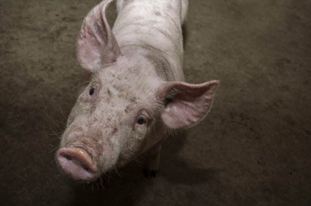 猪圈里的猪图片下载