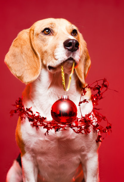 圣诞小猎犬。图片下载