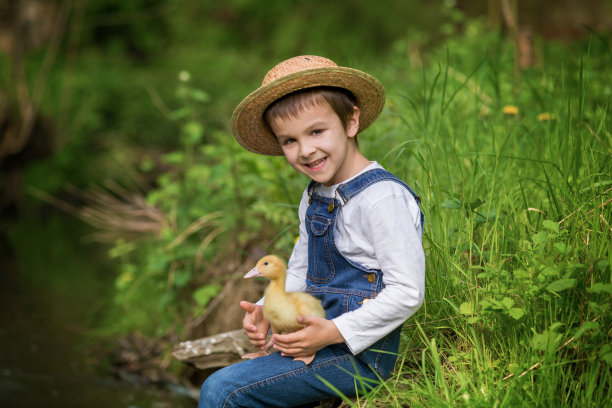 学龄前的孩子，小男孩，和小鸭子在小河上玩耍，第一次让小鸭子游泳。童年的概念图片下载