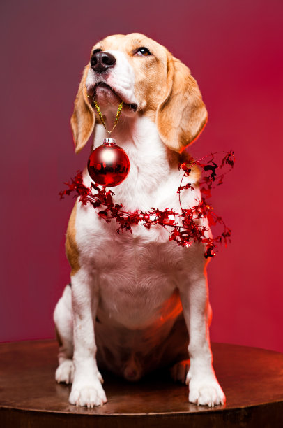 可爱有趣的圣诞狗。图片下载