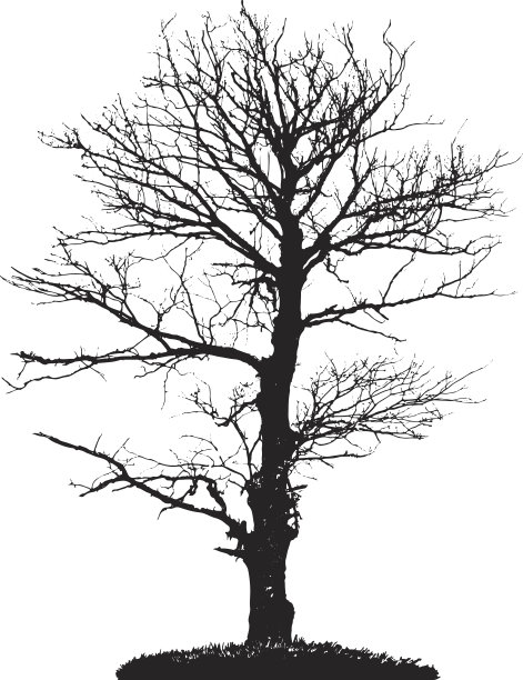 树的轮廓图片下载