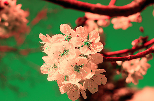 春天樱花的插图图片下载