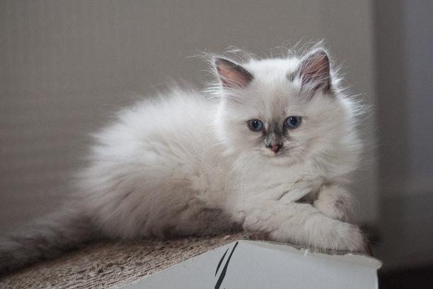 很害羞的女士图片下载