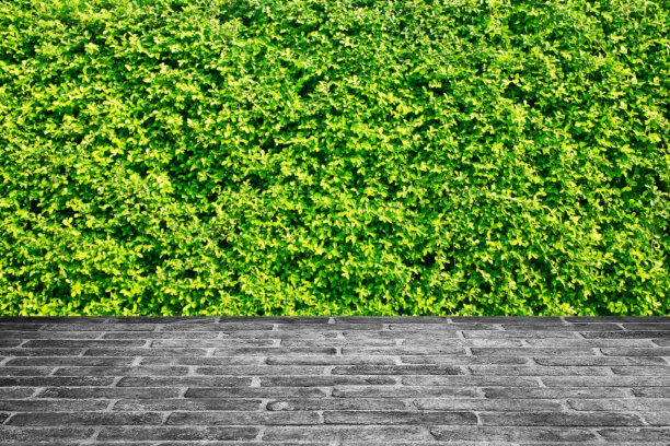 天然绿叶背景。图片下载