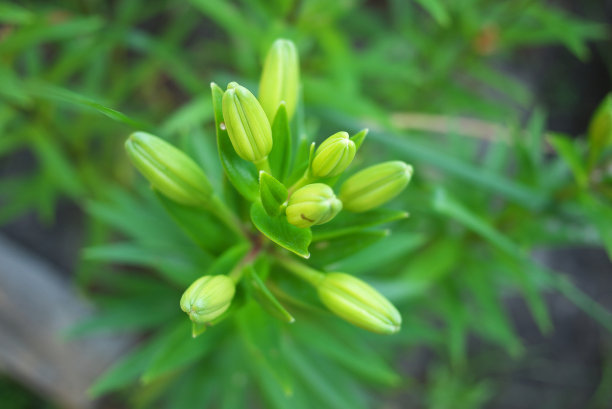 近距离拍摄百合花蕾在花园里，微距拍摄，雌蕊，雄蕊和花蕾。图片下载