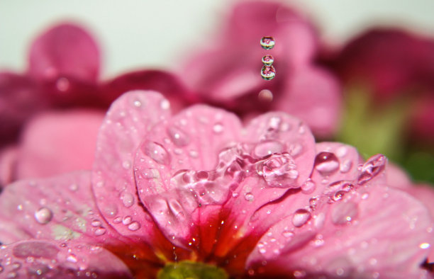 花下降图片下载