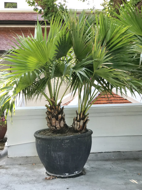 Kerriodoxa elegans或White elephant palm或Praya thalang。图片下载