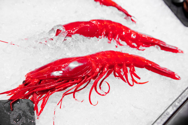 大的虾图片下载