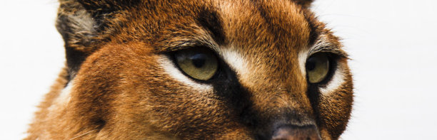 白色背景下猫的特写肖像图片下载