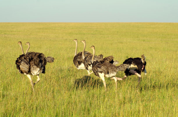 鸵鸟跑图片下载