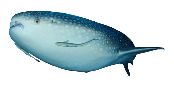 鲸鲨鲨孤立在白色背景图片下载