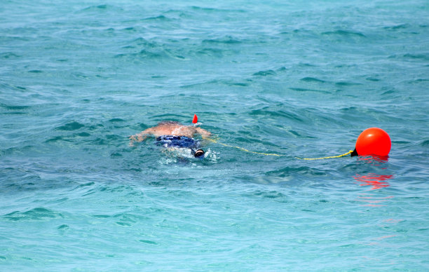 在巴巴多斯，浮潜时拖着橙色浮标图片下载