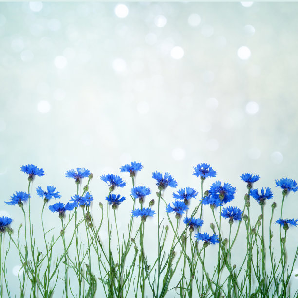 请柬，鲜花，矢车菊图片下载