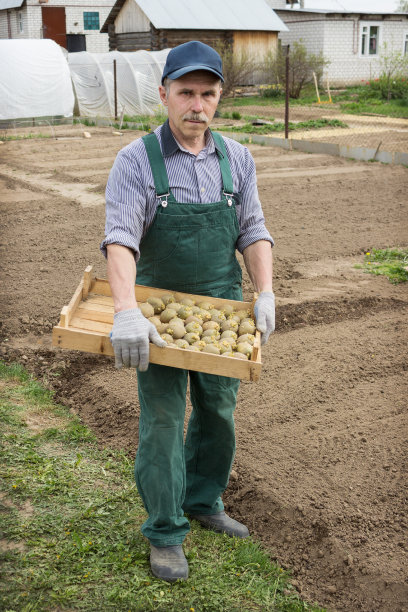 人们打算种土豆图片下载