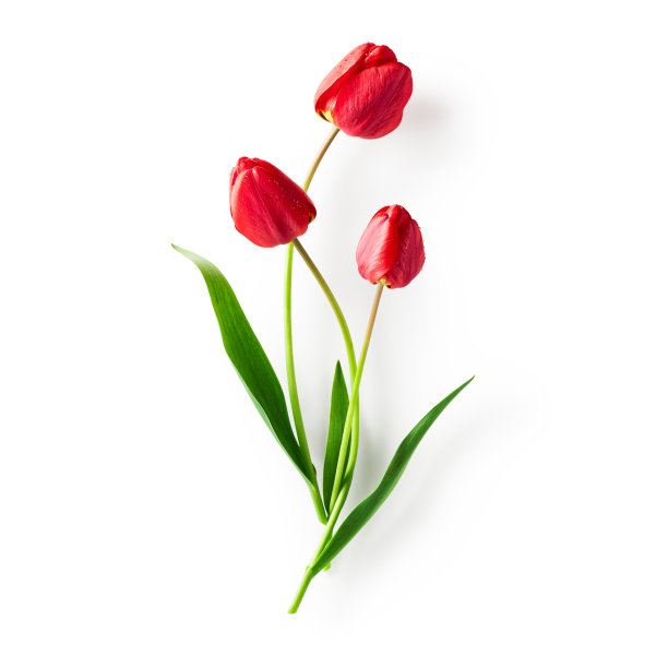 红色郁金香花图片下载