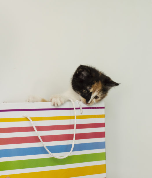 袋子里的小猫图片下载