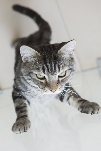 美国短毛猫正在爬窗户图片下载