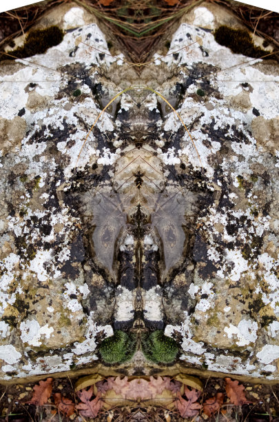 森林侏儒图片下载