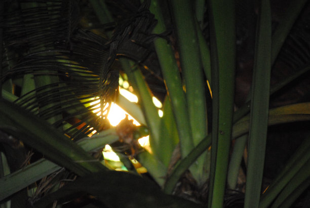 这种植物图片下载