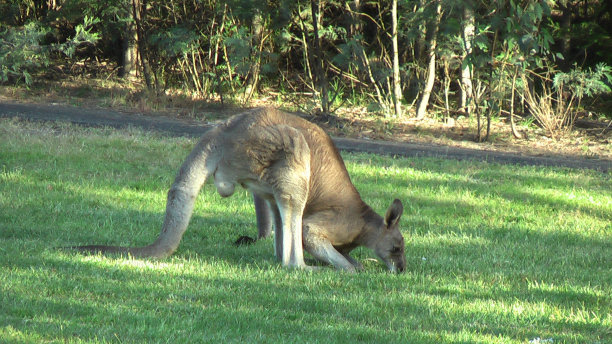 雄性东部灰袋鼠(大袋鼠)在卡迪尼亚水库放牧。图片下载