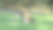 雄性东部灰袋鼠(大袋鼠)在卡迪尼亚水库放牧。图片下载