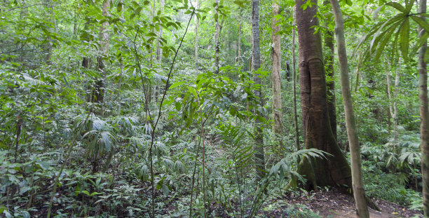 哥斯达黎加热带雨林图片下载