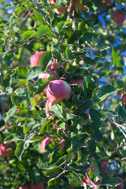 越来越多的苹果图片下载