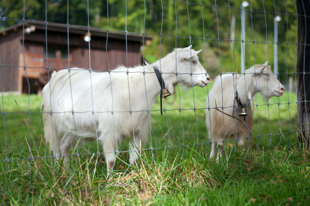 白色的山羊图片下载