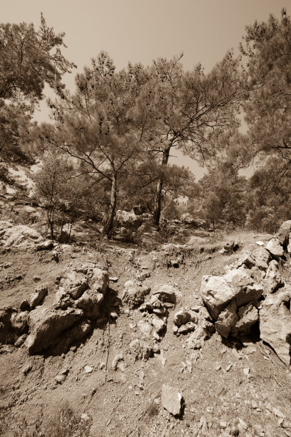 石头山坡上的松树。有色图片下载