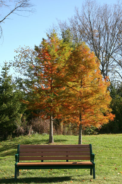 长着树叶的长凳图片下载