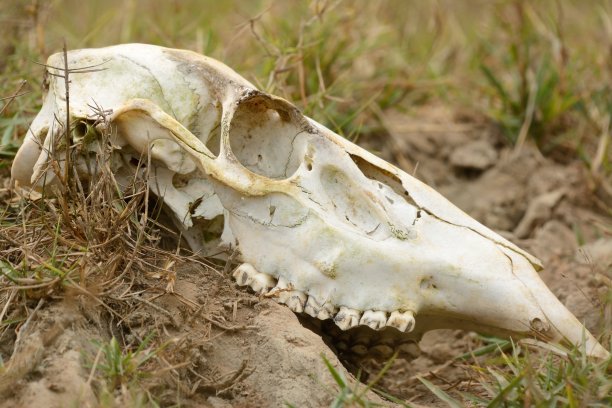 女性桑巴舞(塞万提斯单色)头骨图片下载