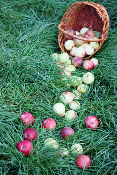 分散的苹果散落图片下载