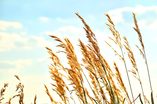 芦苇草图片下载