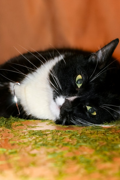 黑白相间的猫侧身躺在杉树丛中。图片下载