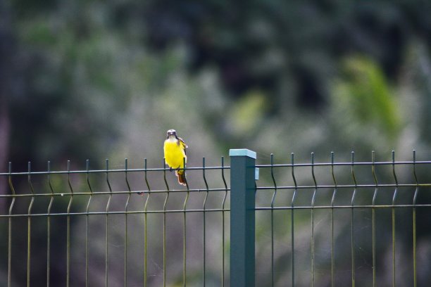 美丽的黄色小鸟图片下载