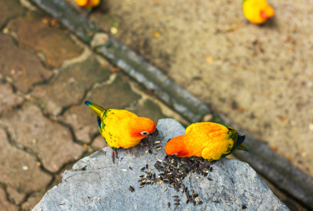 2 . Conure鸟在大石头上吃葵花籽图片下载