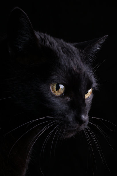 黑色的猫图片下载