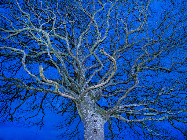 冬天的树图片下载