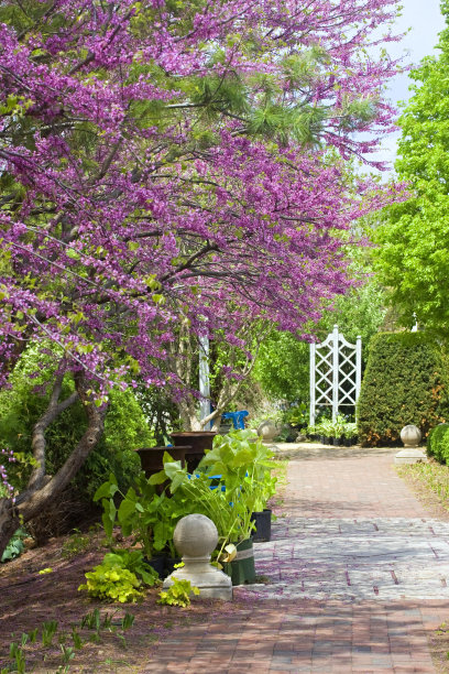 春天的花园图片下载