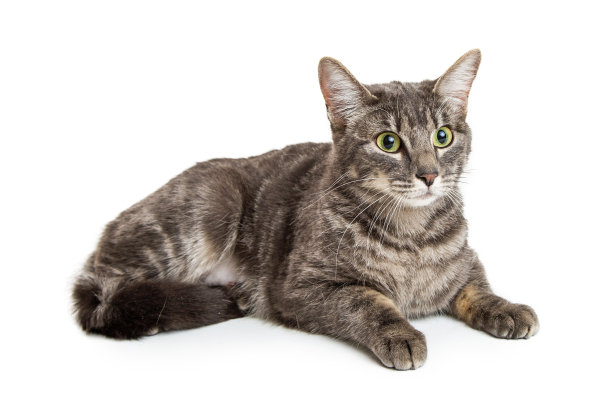 漂亮的虎斑猫躺在白色图片下载