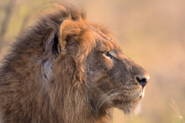 雄狮肖像图片下载