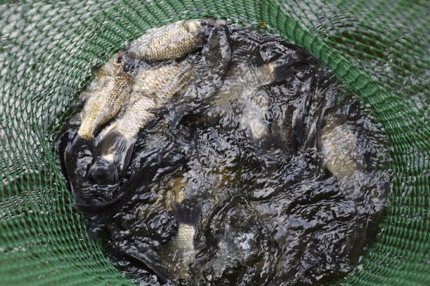 河里的鱼在一个绿色的塑料网格在池塘里。鱼捕捉。鲫鱼和鲤鱼。杂草的鱼。图片下载