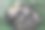 河里的鱼在一个绿色的塑料网格在池塘里。鱼捕捉。鲫鱼和鲤鱼。杂草的鱼。图片下载