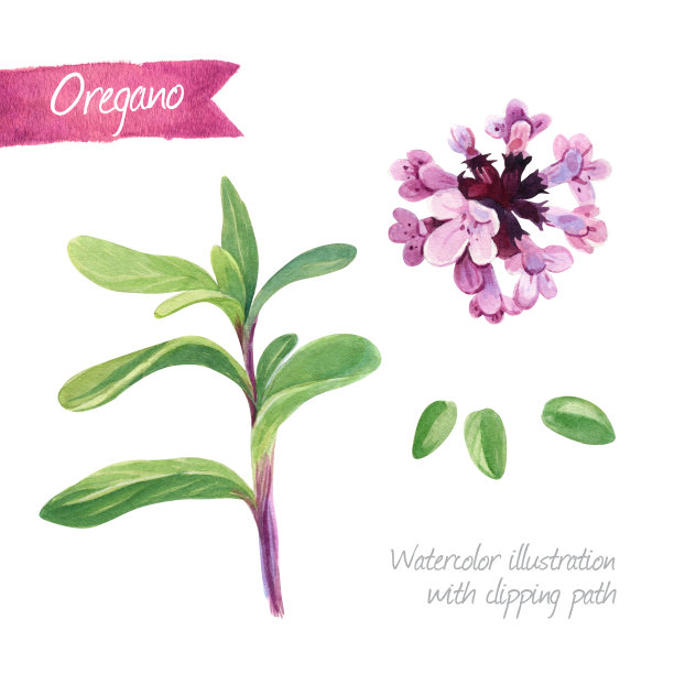 鲜牛至叶和花孤立在白色水彩插图图片下载