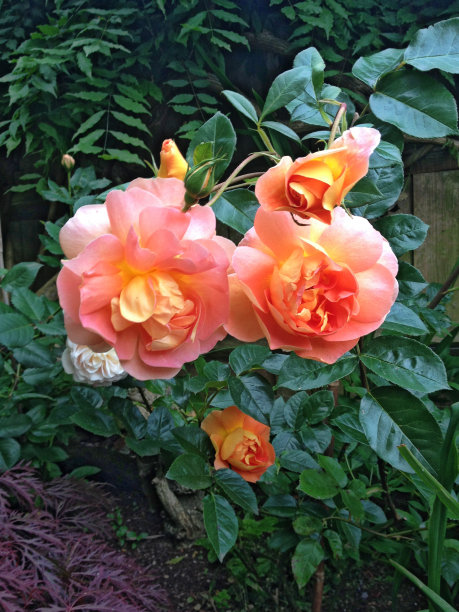 一种开花植物——玫瑰图片下载