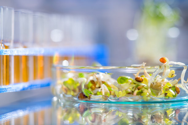 豆芽质量控制，科学或医学背景图片下载